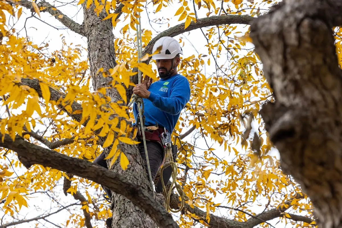 Skilled Emergency Tree Service crew working in Milan